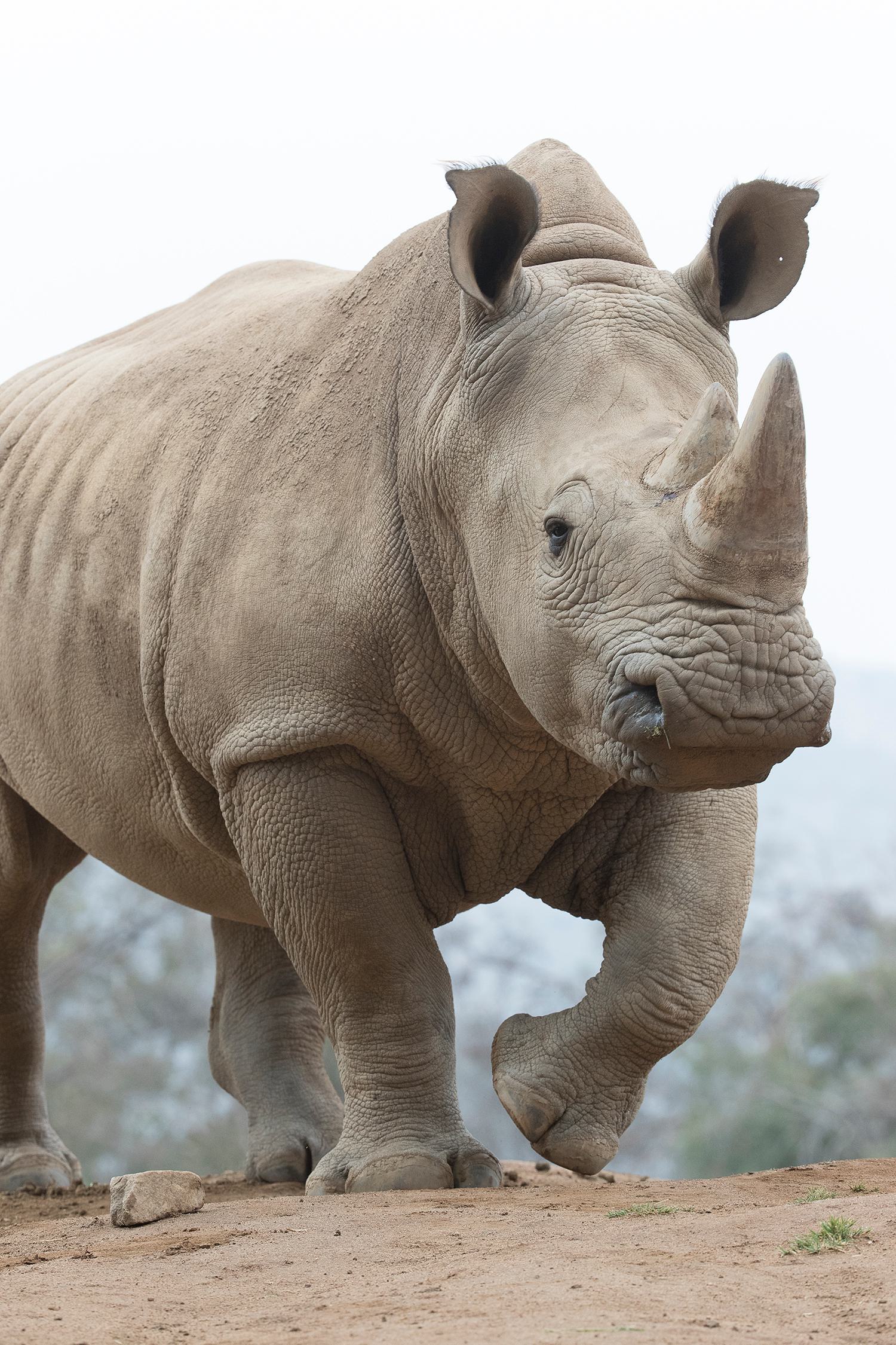 Rhino Billies